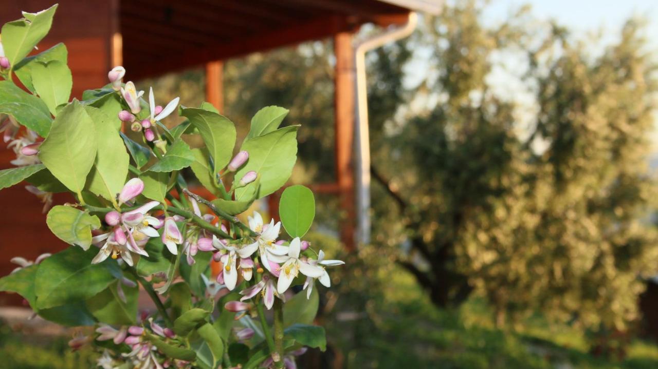 Agroturizem Bylis Hotel Hekal Kültér fotó