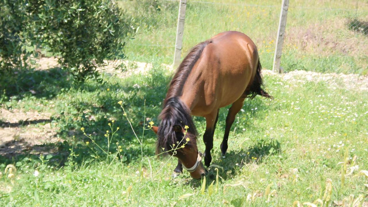 Agroturizem Bylis Hotel Hekal Kültér fotó