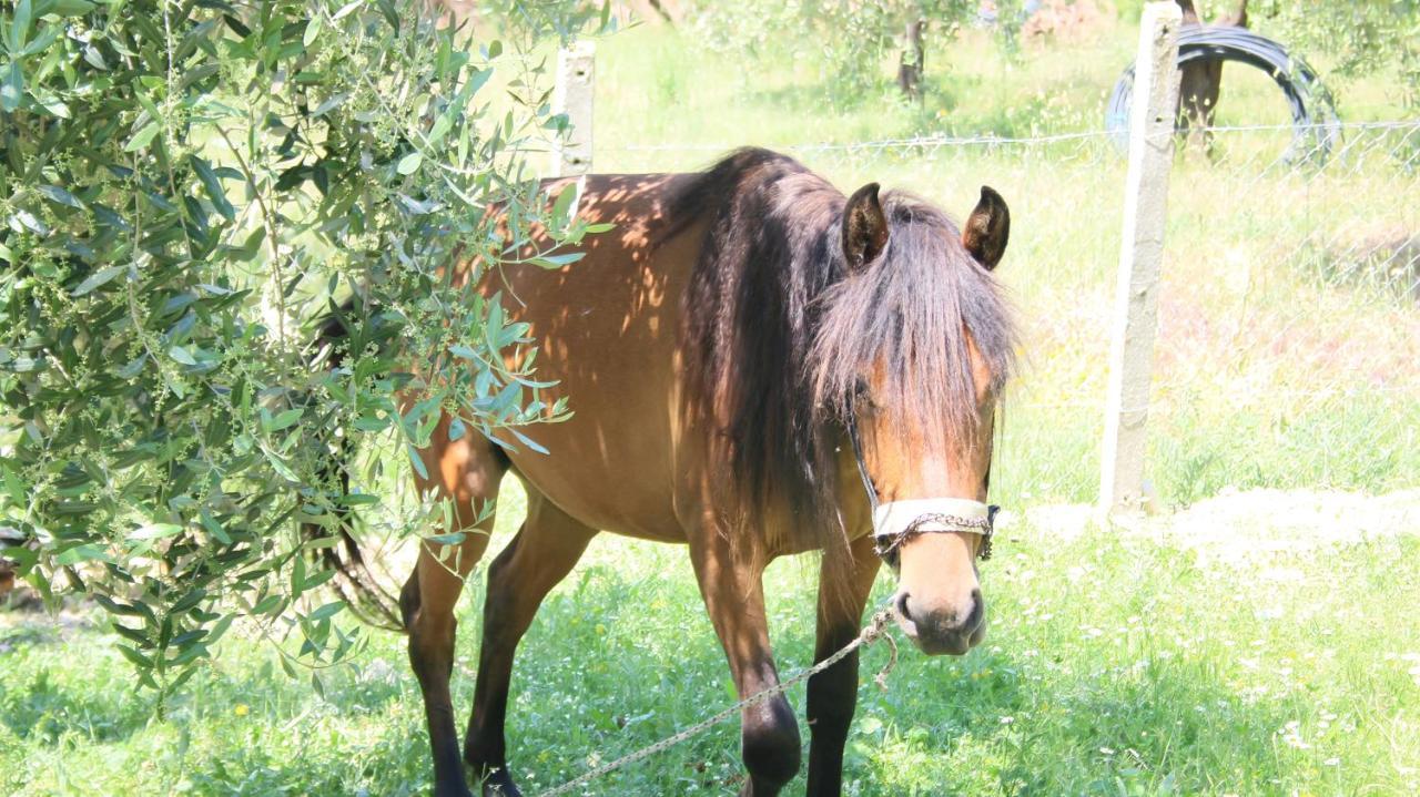 Agroturizem Bylis Hotel Hekal Kültér fotó