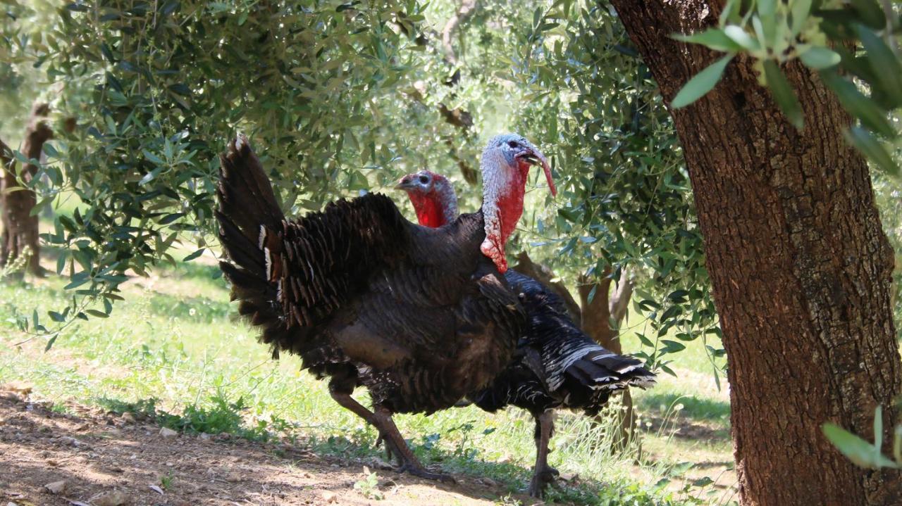 Agroturizem Bylis Hotel Hekal Kültér fotó